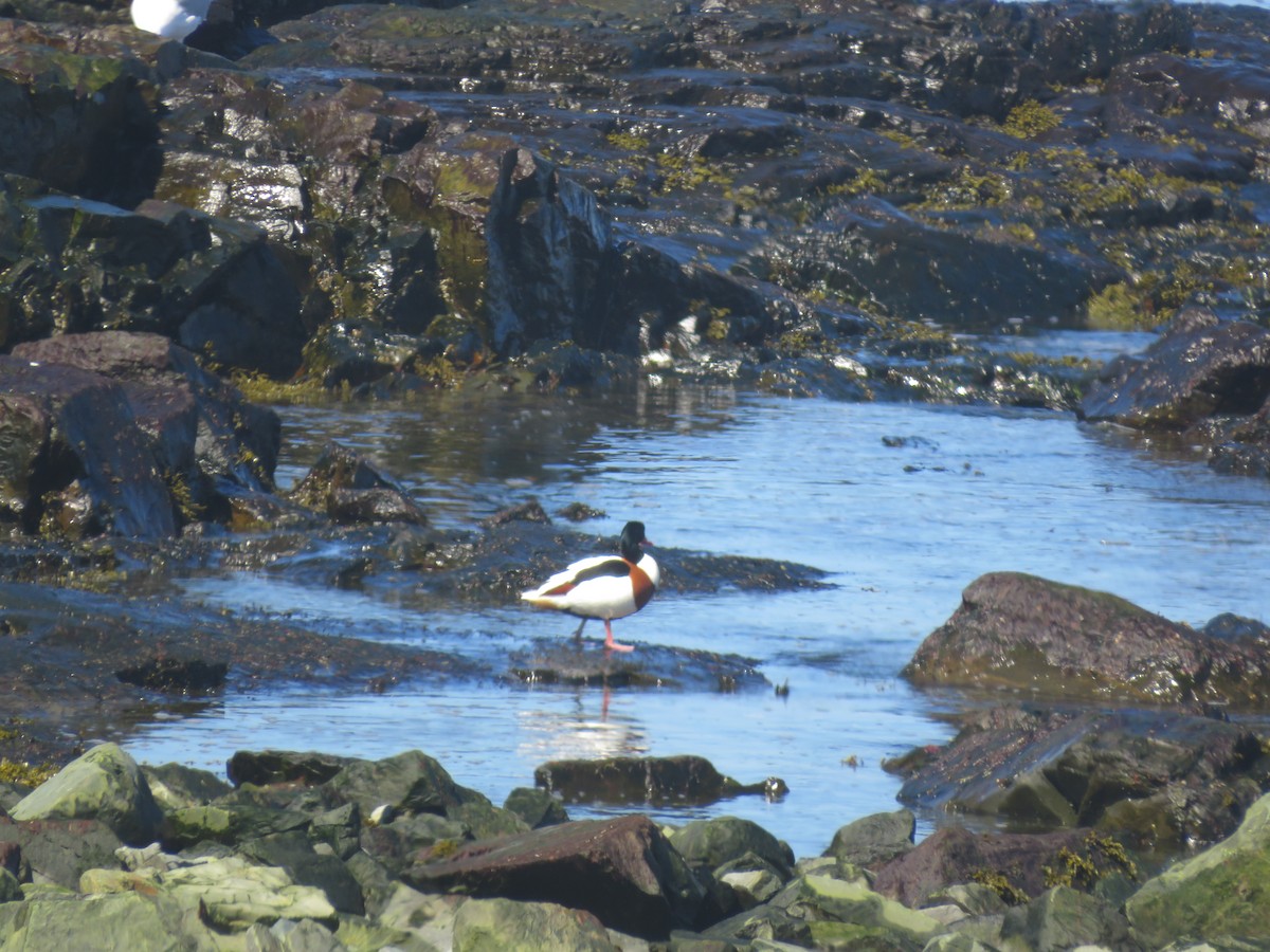 Common Shelduck - ML617371487