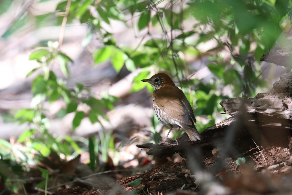 Wood Thrush - ML617371489