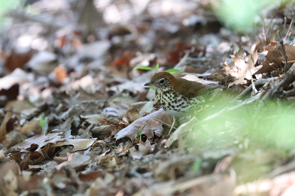 Wood Thrush - ML617371491