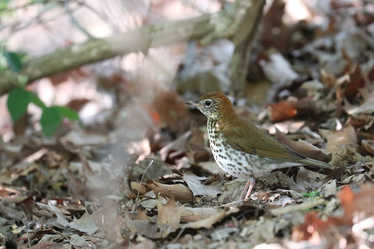 Wood Thrush - ML617371492