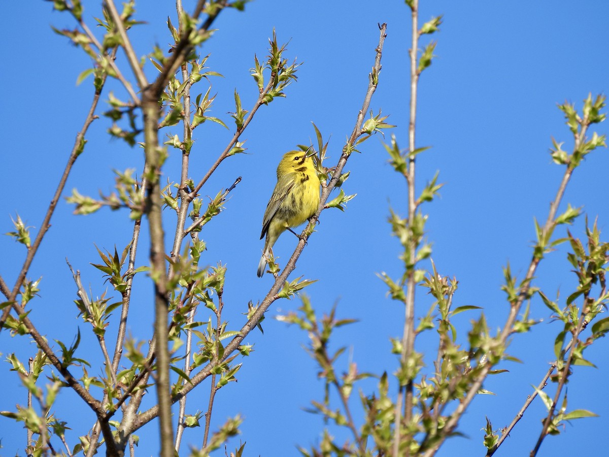 Prairie Warbler - ML617371507