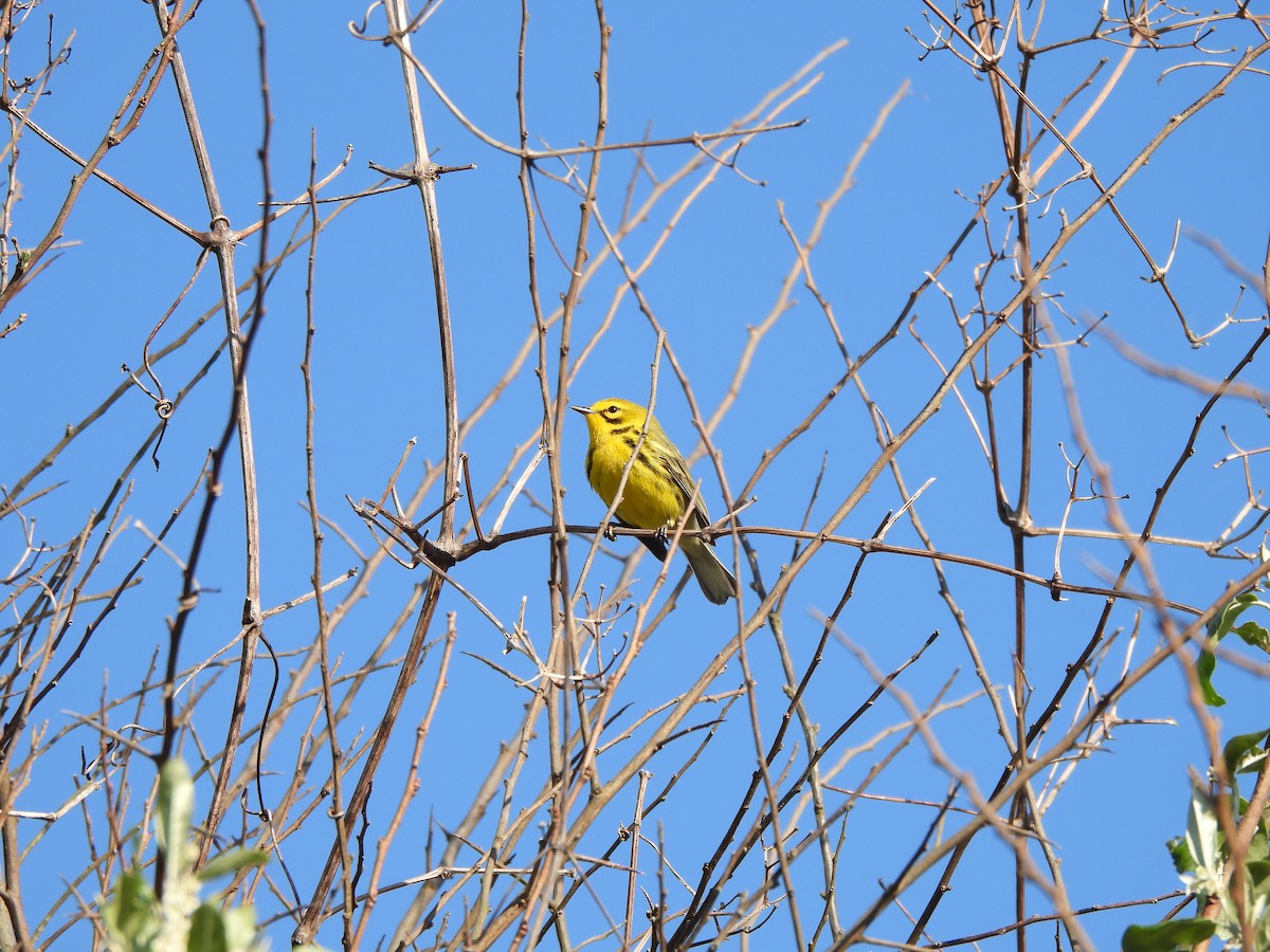 Prairie Warbler - ML617371511