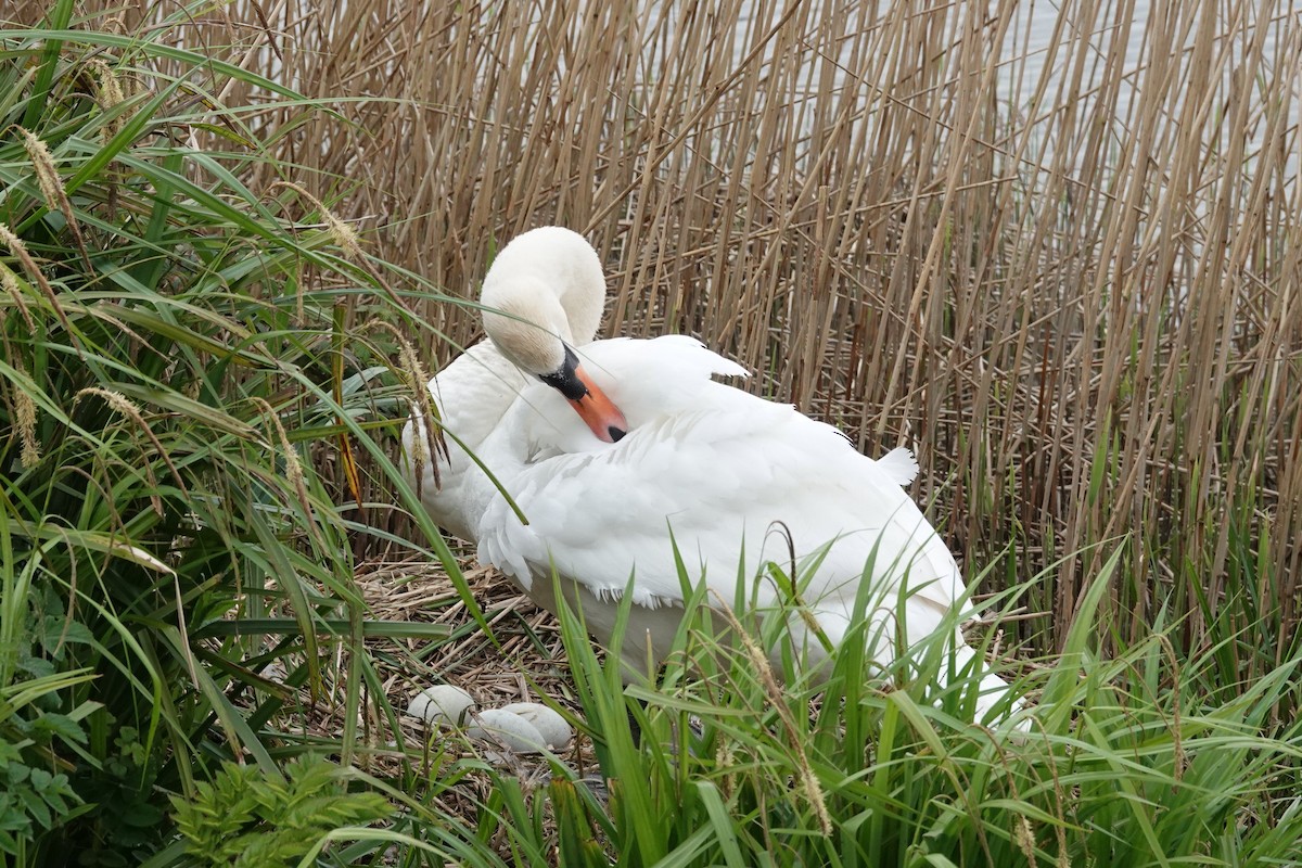 Mute Swan - ML617371515