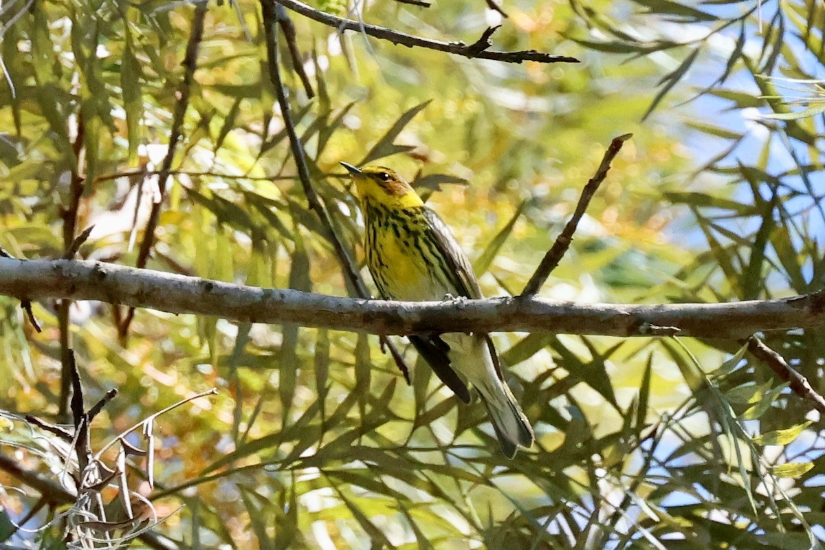 Paruline tigrée - ML617371529