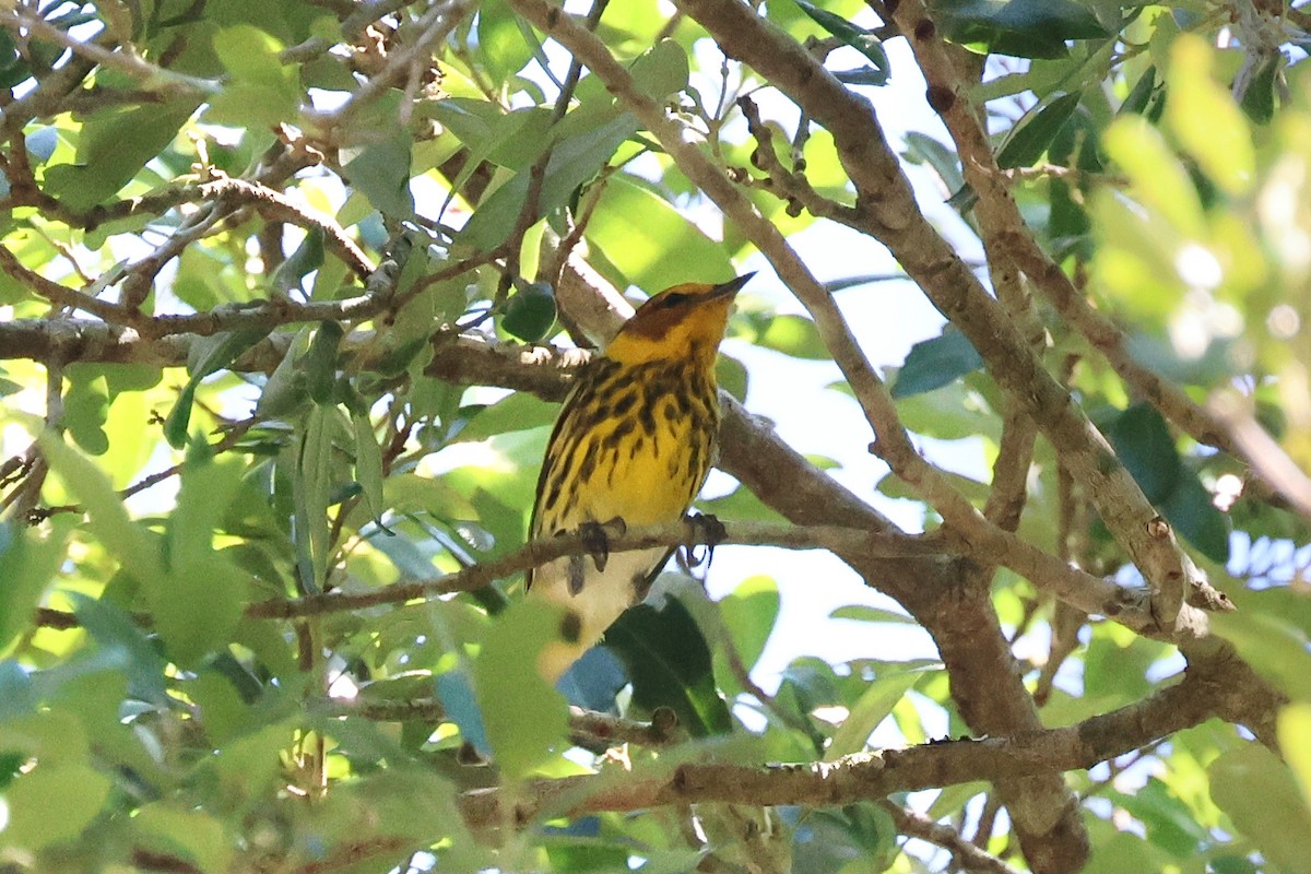 Cape May Warbler - ML617371553