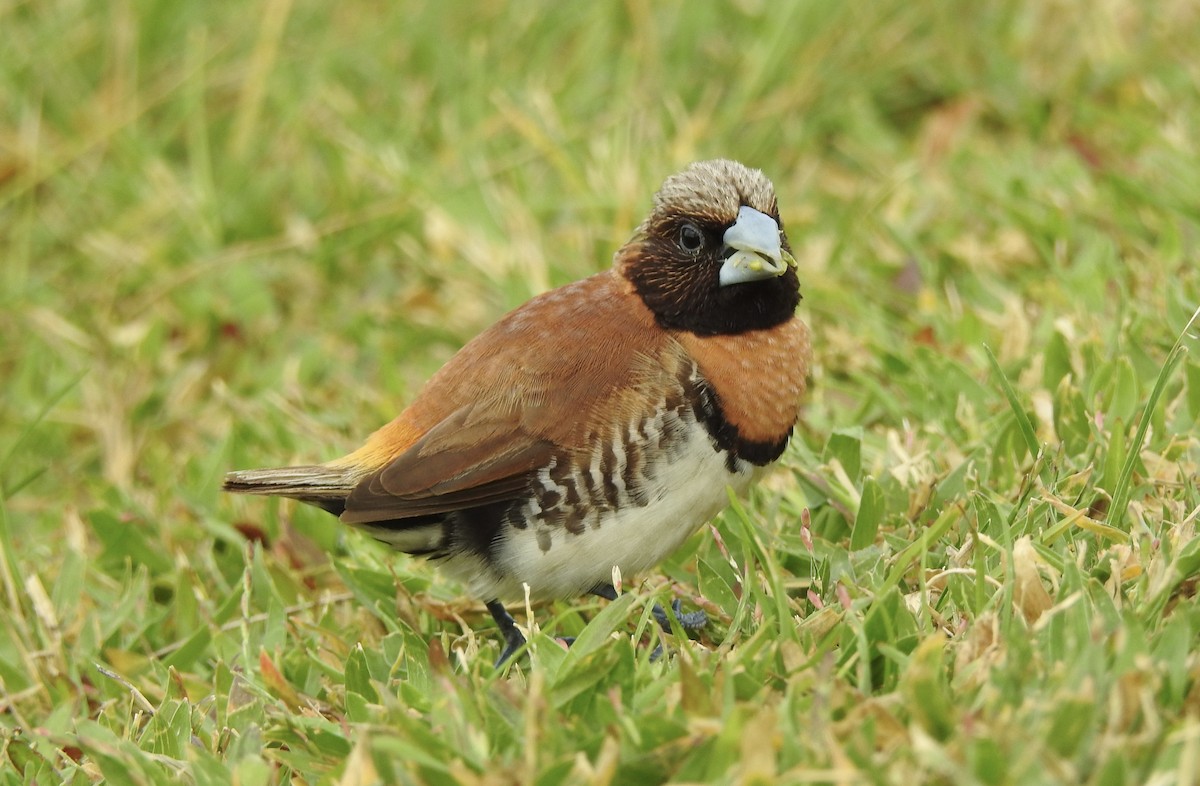 Chestnut-breasted Munia - Noam Markus