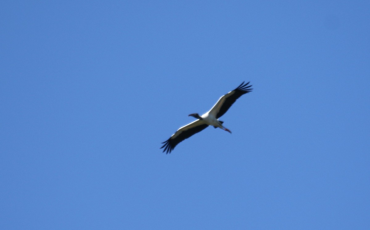 Wood Stork - ML617371607