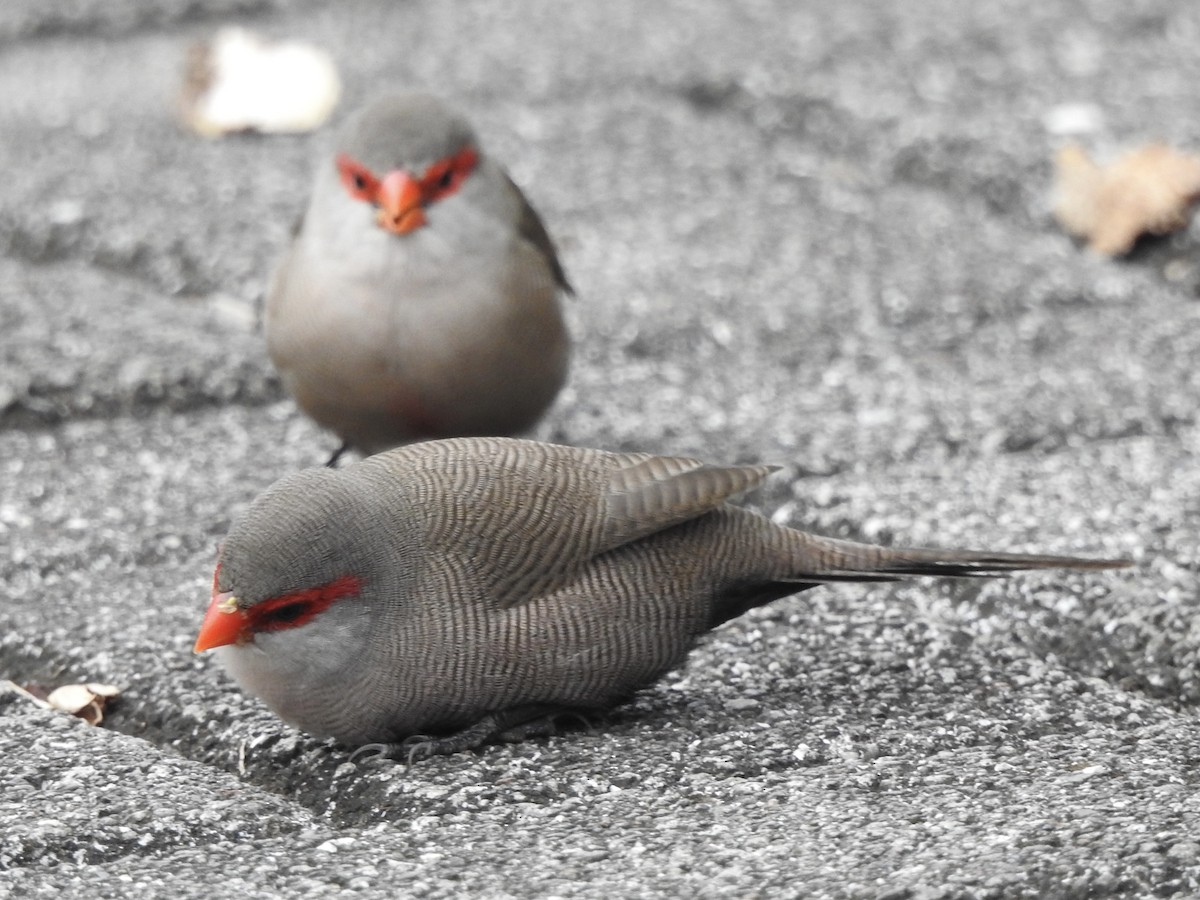 Common Waxbill - Noam Markus