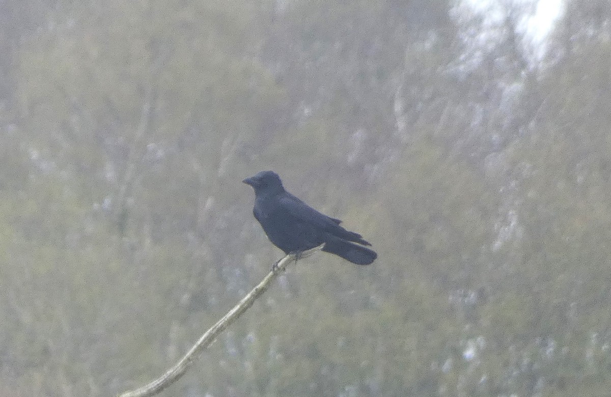 Carrion Crow - ML617371622