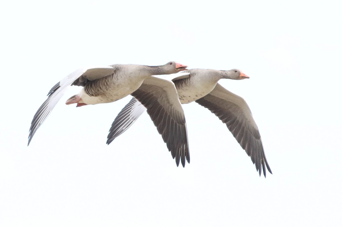 Graylag Goose - ML617371683