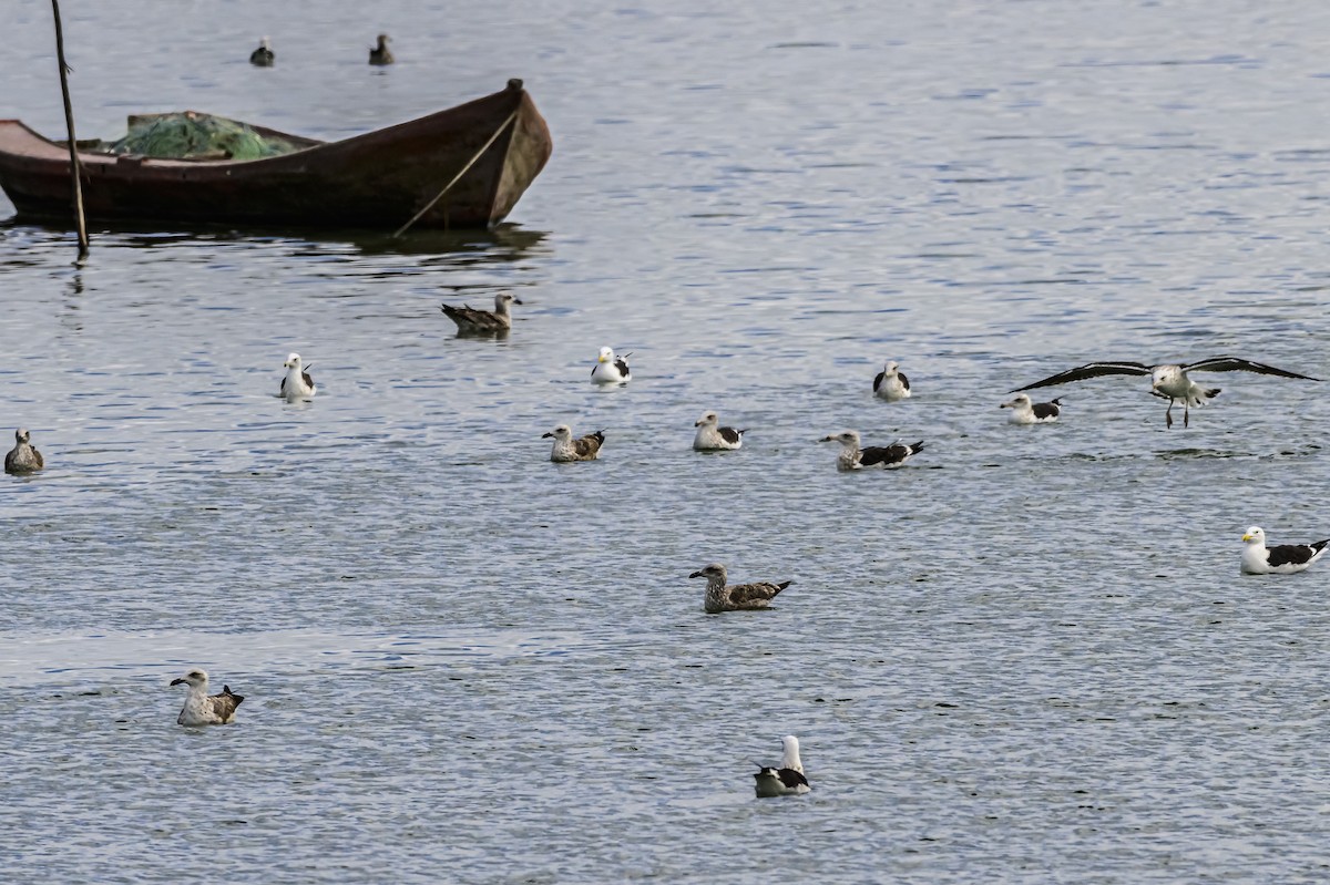 Kelp Gull - Amed Hernández