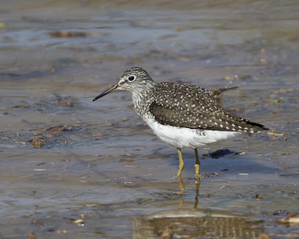 Solitary Sandpiper - ML617371771