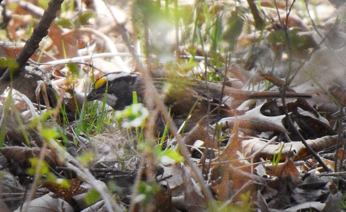 White-throated Sparrow - ML617371863