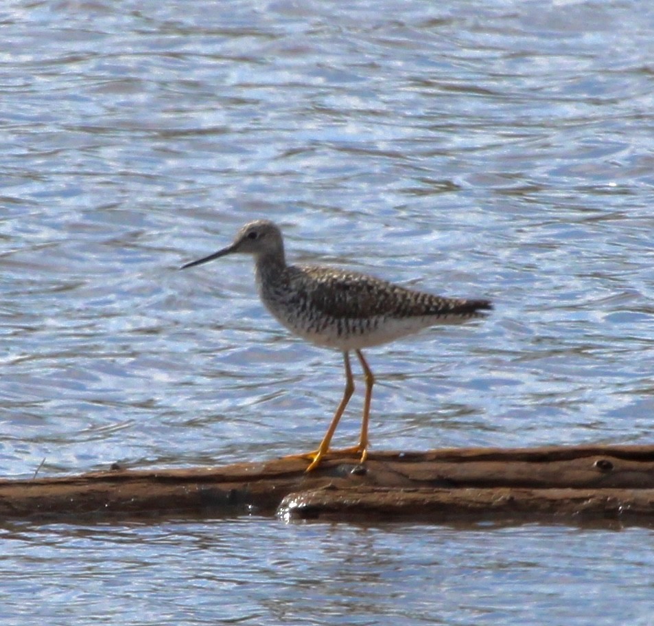 Greater Yellowlegs - Amy Perkovic