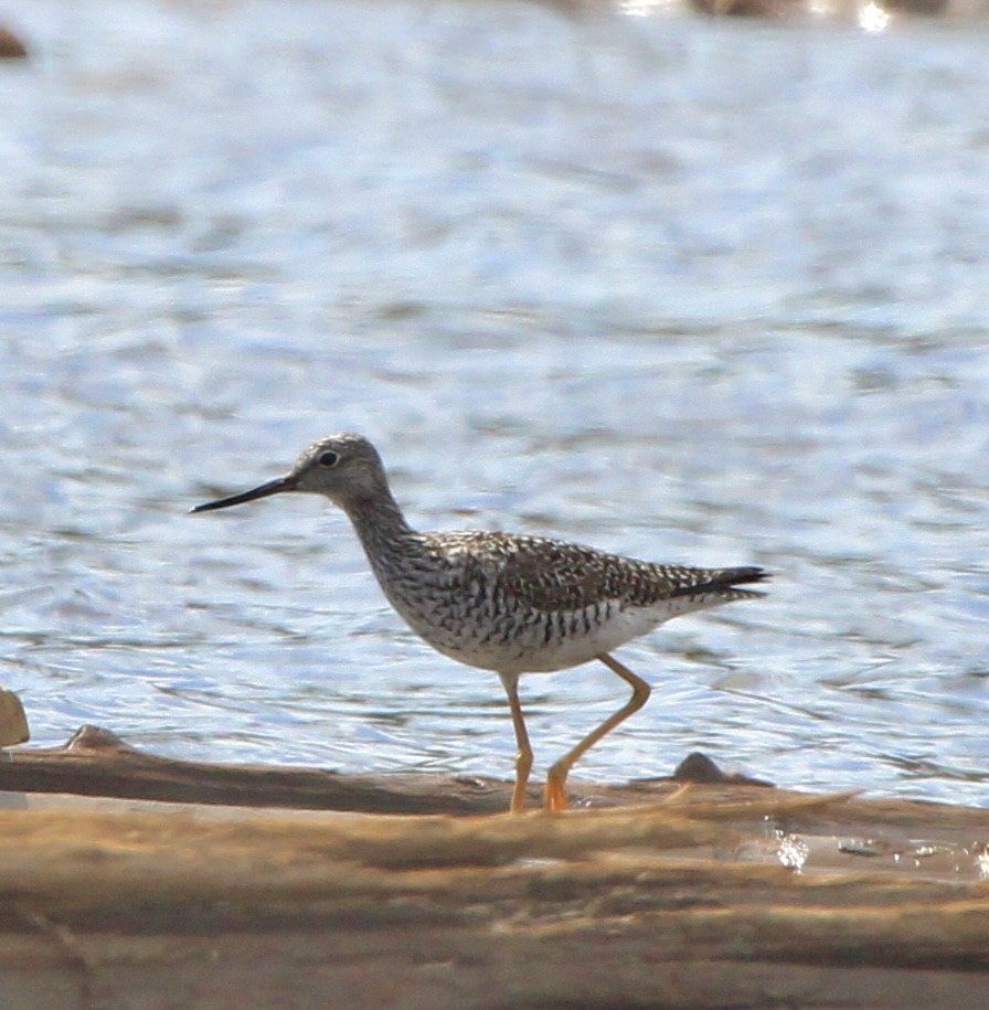 Greater Yellowlegs - ML617371884