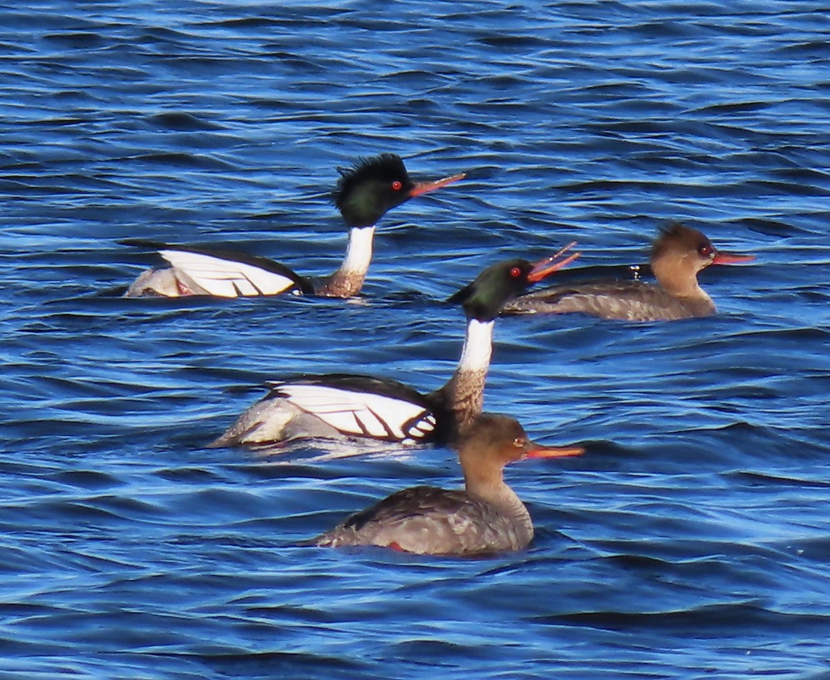 Red-breasted Merganser - ML617371994