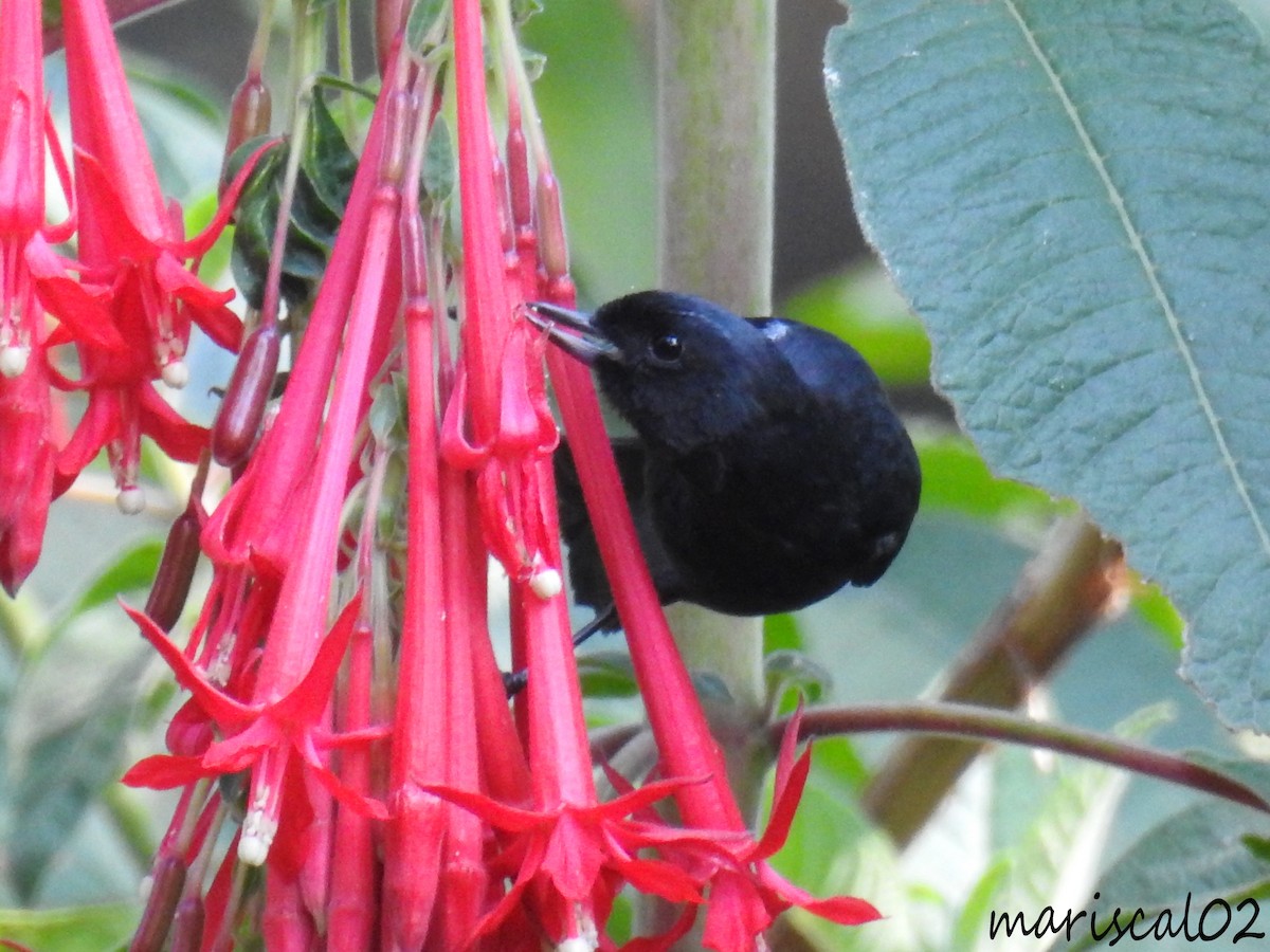 Glossy Flowerpiercer - ML617372002