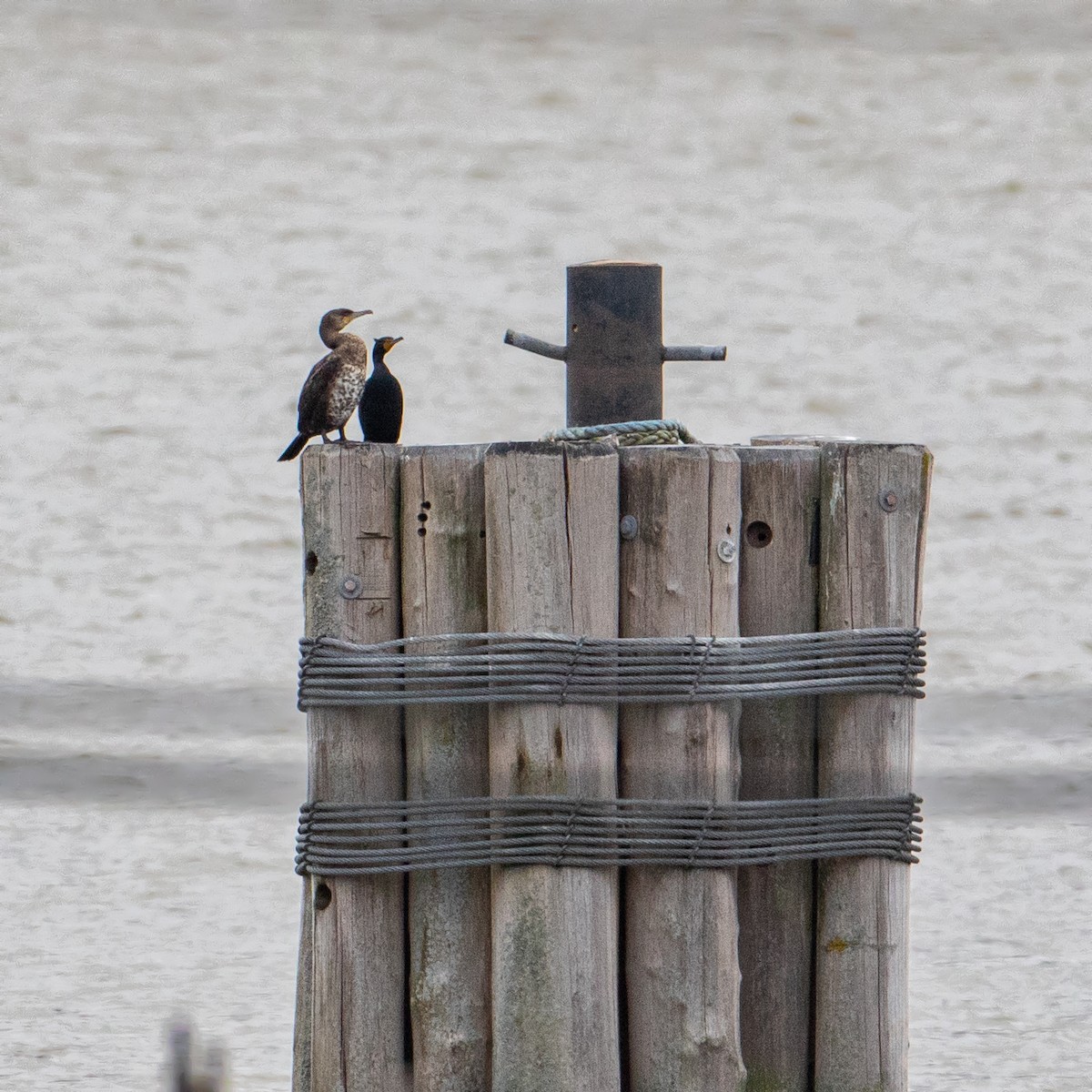 Great Cormorant - Matthew Zeitler