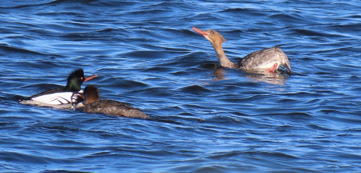 Red-breasted Merganser - ML617372008