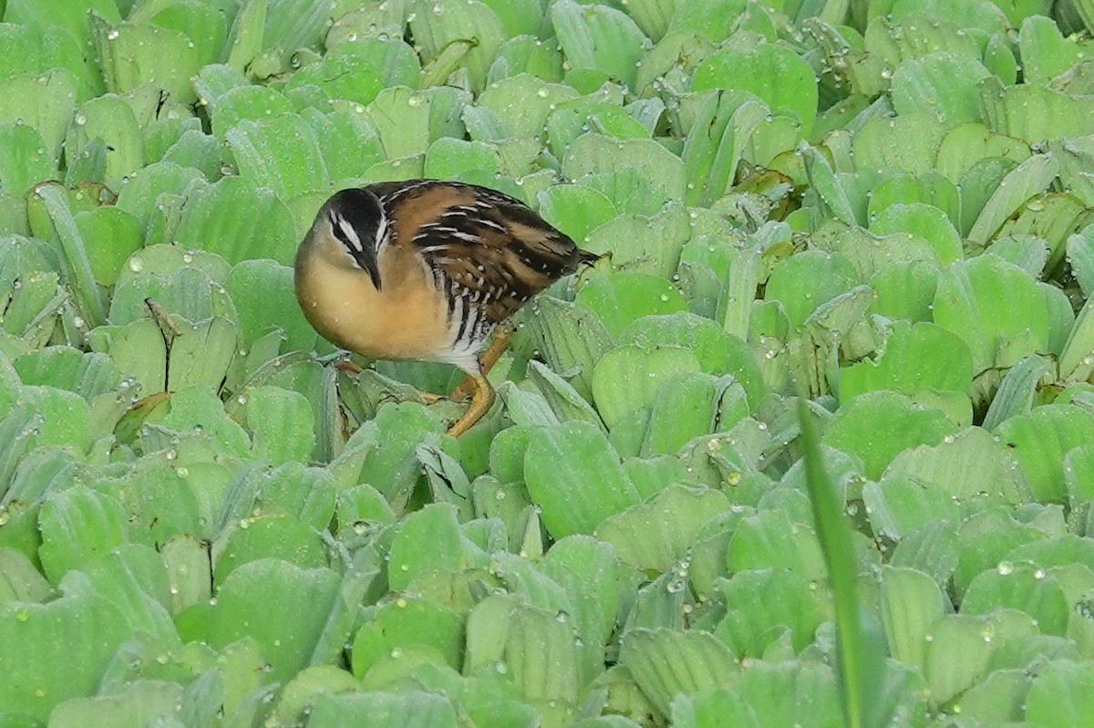 Yellow-breasted Crake - Joey Kellner