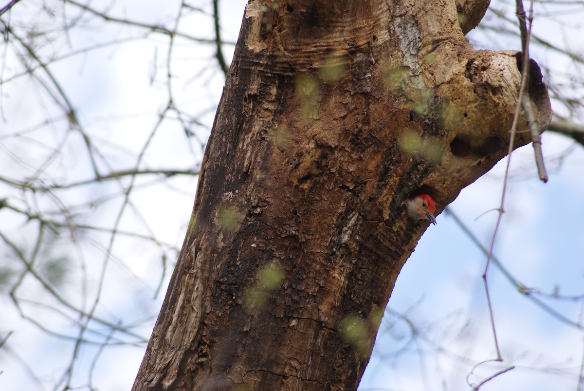 Red-bellied Woodpecker - ML617372107