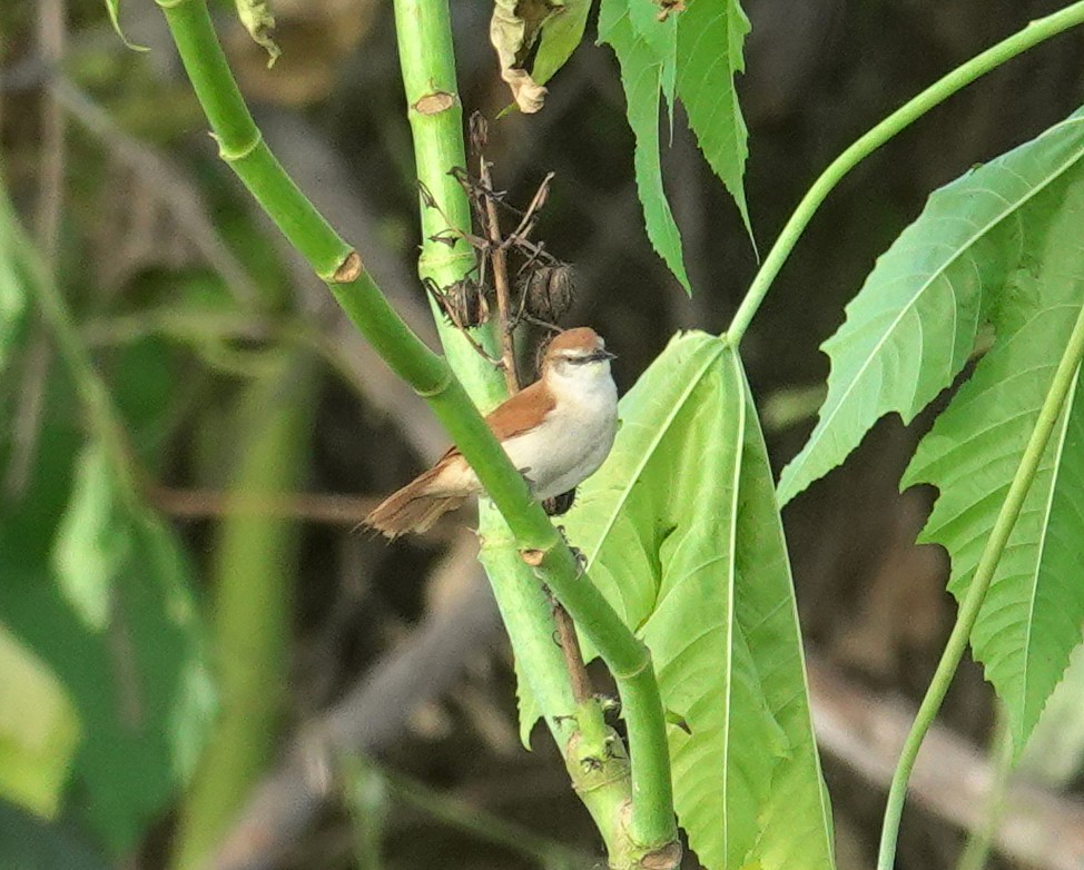 Yellow-chinned Spinetail - ML617372115