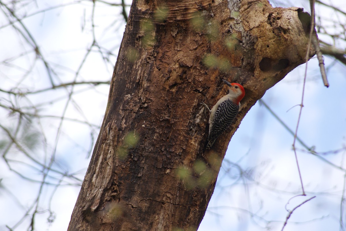 Red-bellied Woodpecker - ML617372116