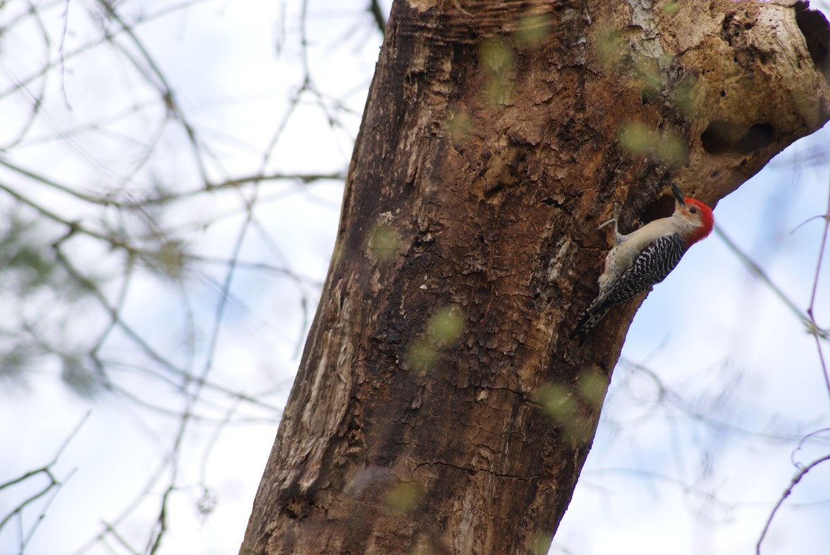 Red-bellied Woodpecker - ML617372125