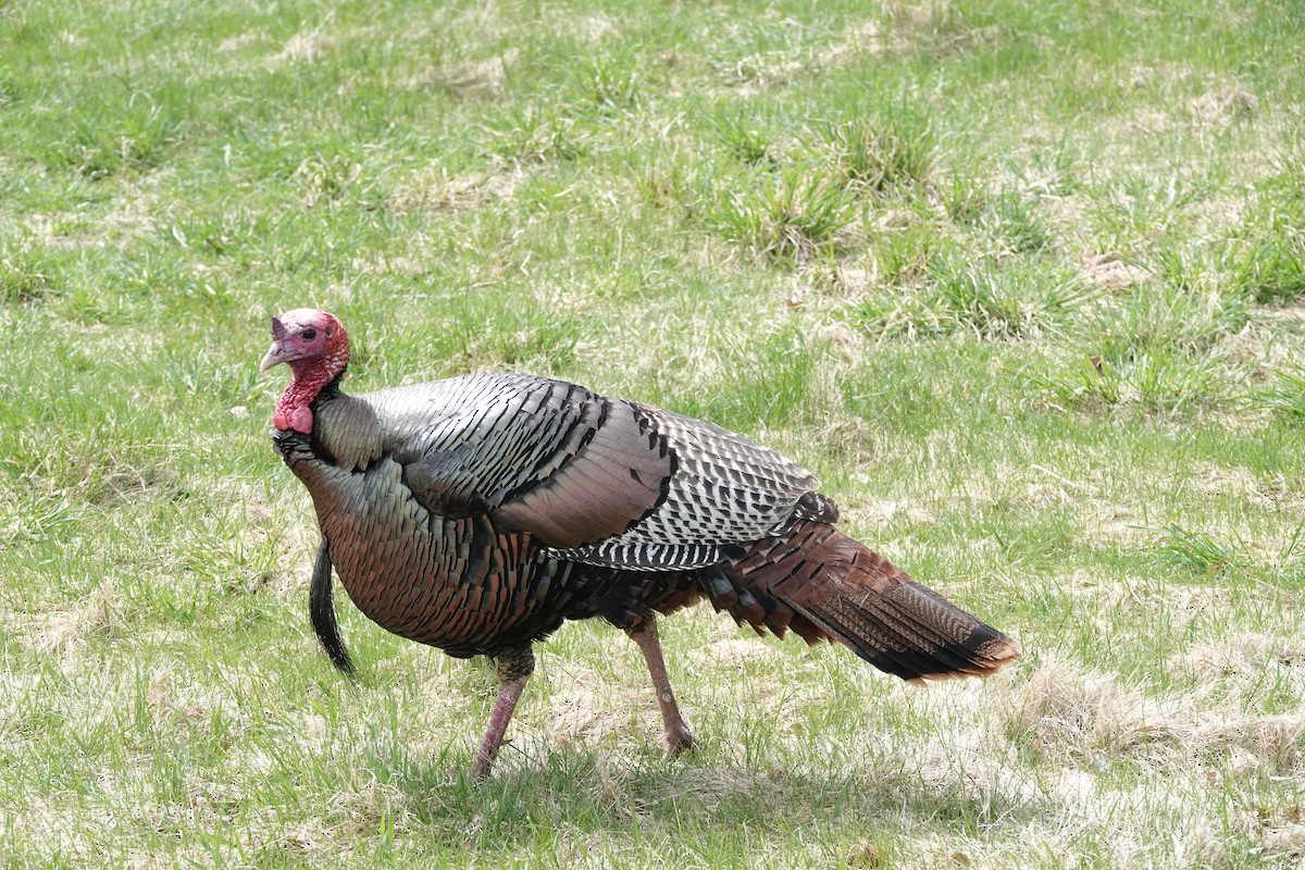 Wild Turkey - ML617372137