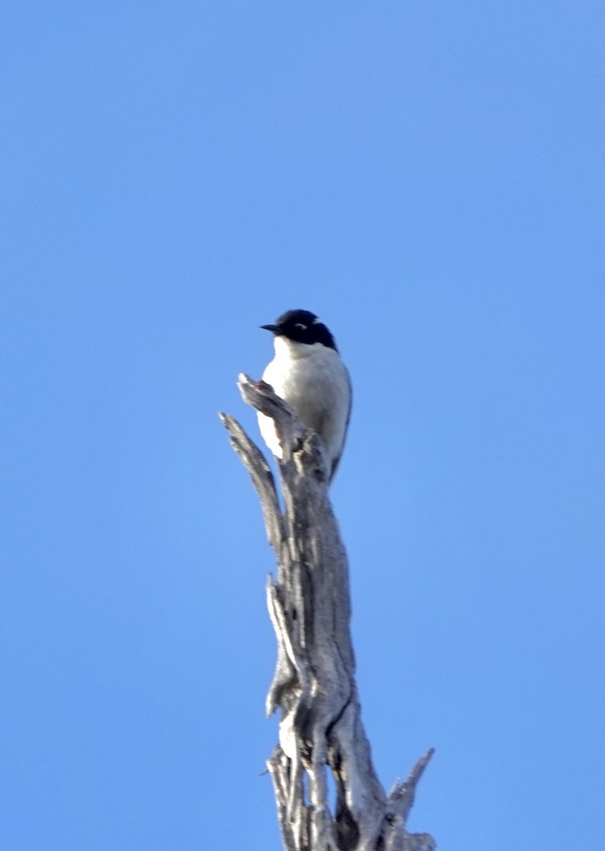 Gilbert's Honeyeater - Howie Nielsen