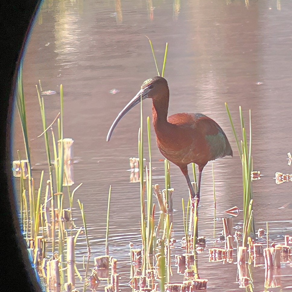 Glossy Ibis - Carl Bendorf