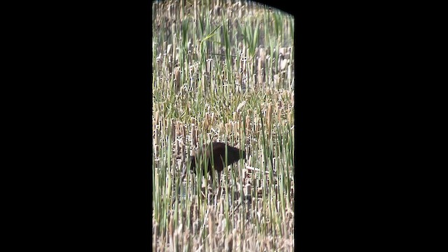 Glossy Ibis - ML617372166