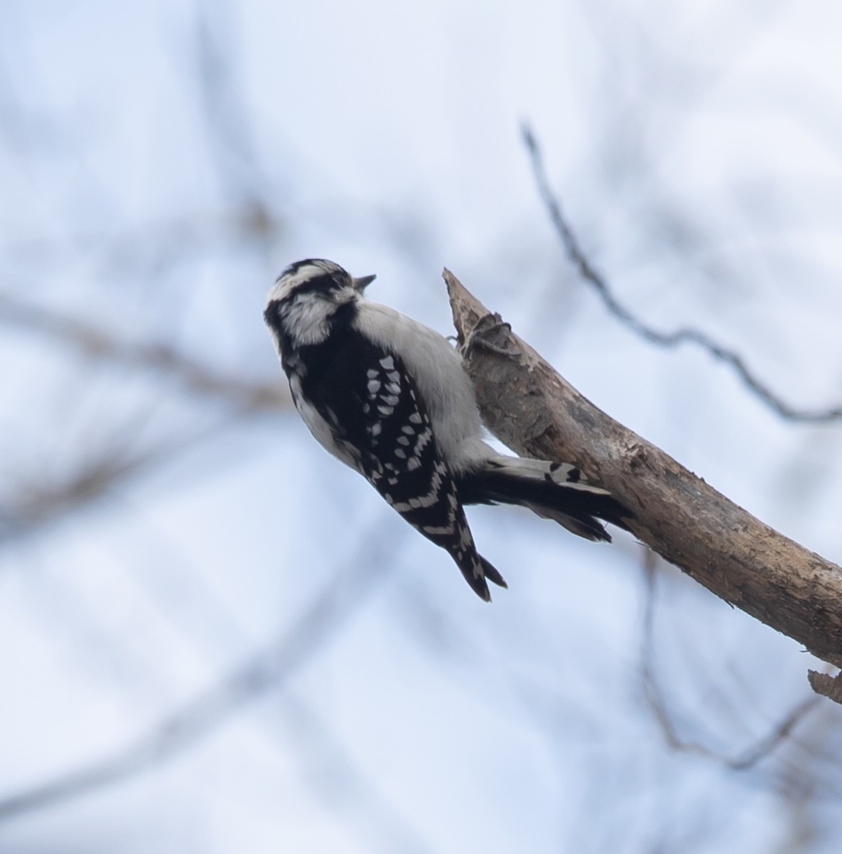 Downy Woodpecker - Hin Ki  & Queenie  Pong