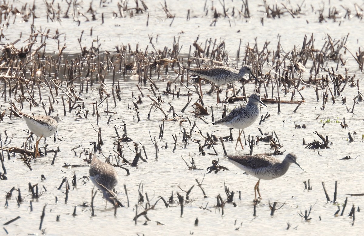 Greater Yellowlegs - ML617372238