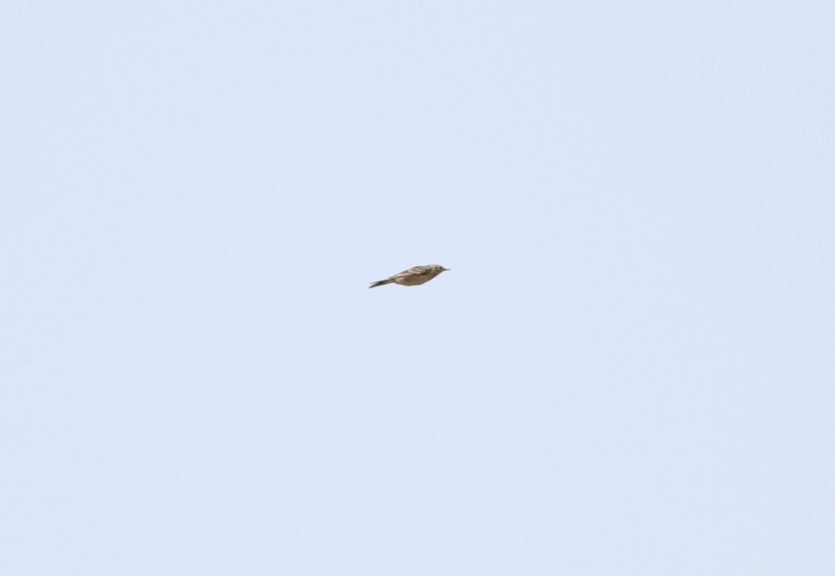 American Pipit - ML617372263