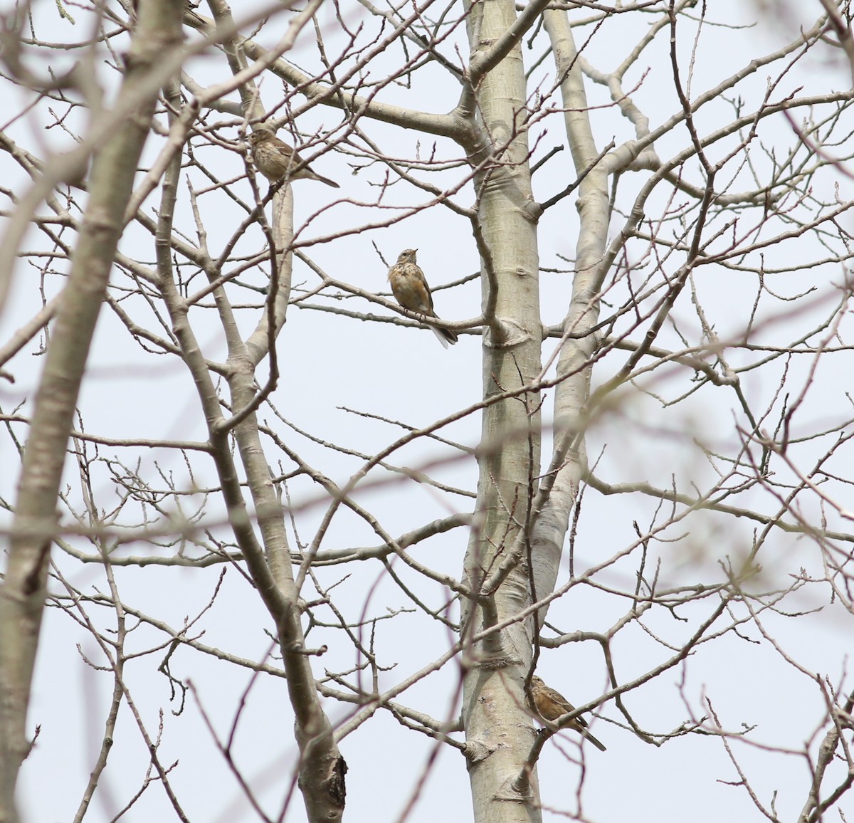 American Pipit - ML617372266