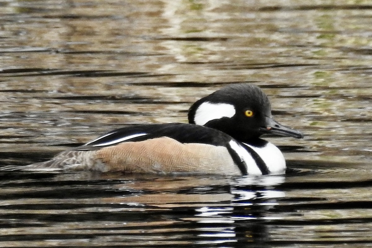 Hooded Merganser - ML617372340