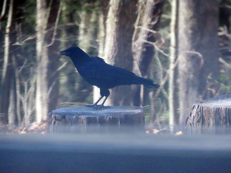 American Crow - ML617372348