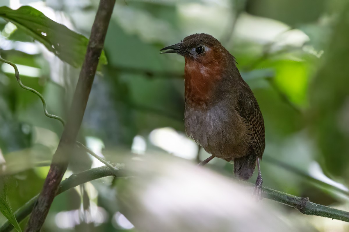 Song Wren - Sandy & Bob Sipe