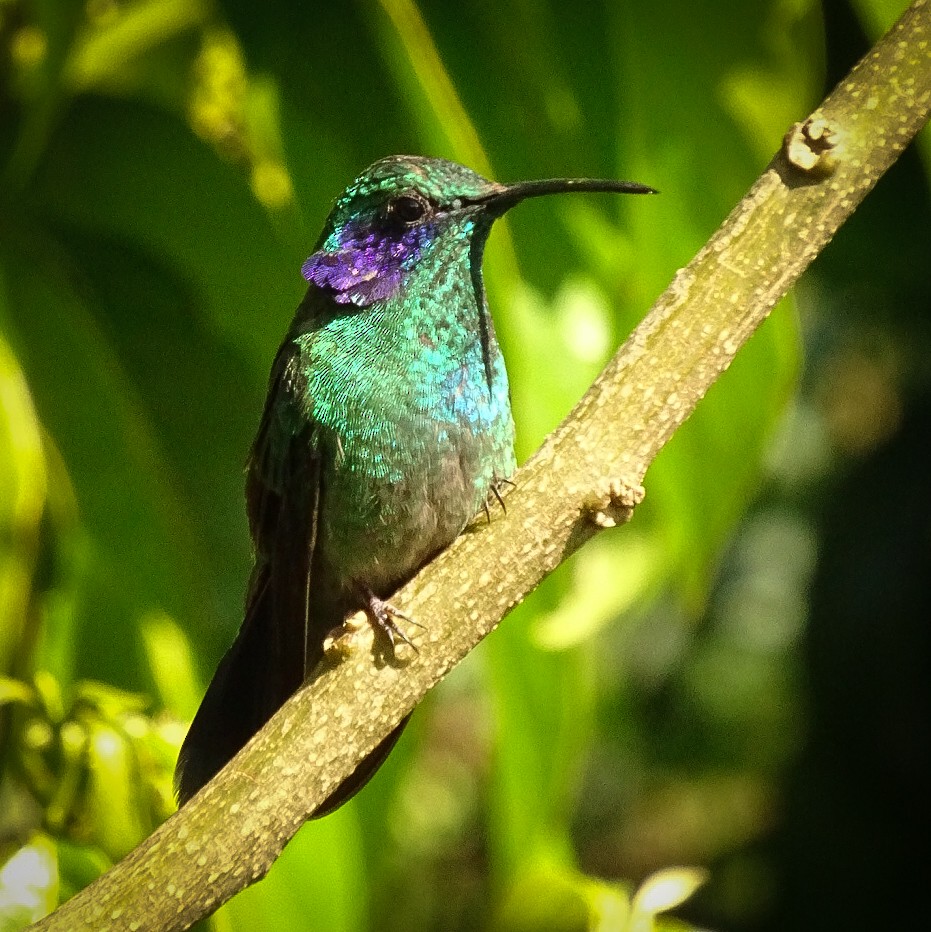 kolibřík modrouchý - ML617372414