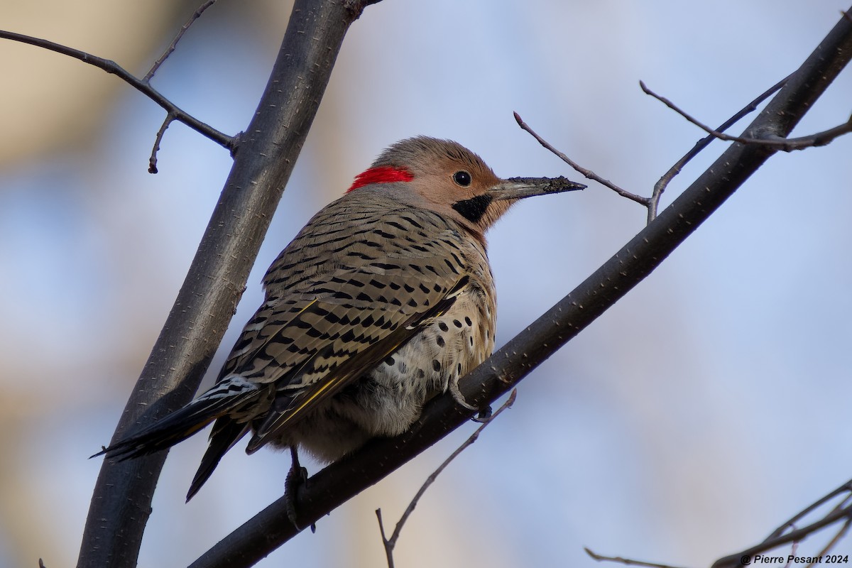 Northern Flicker - ML617372473