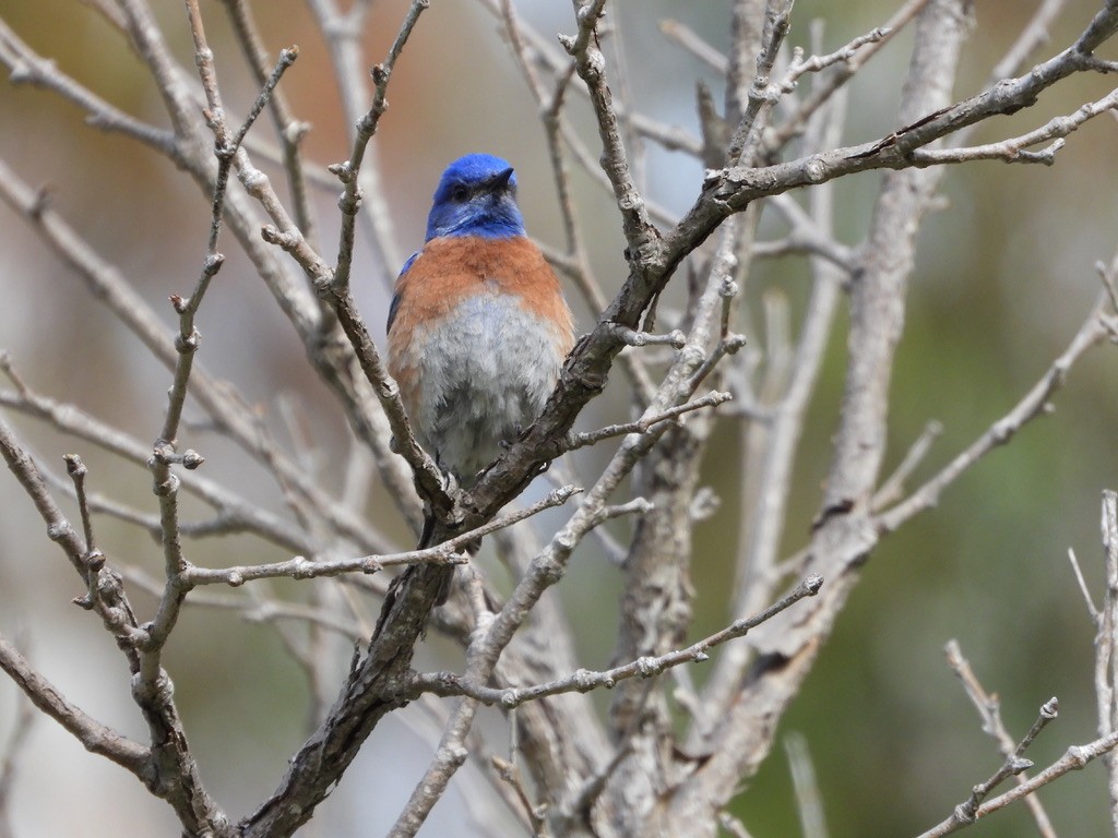 Western Bluebird - ML617372477