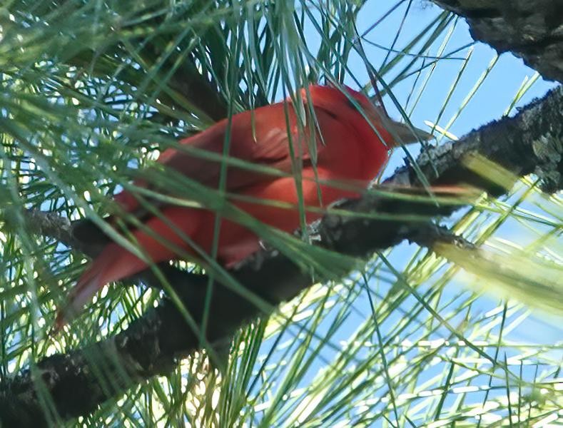 Summer Tanager - Peggy Cook