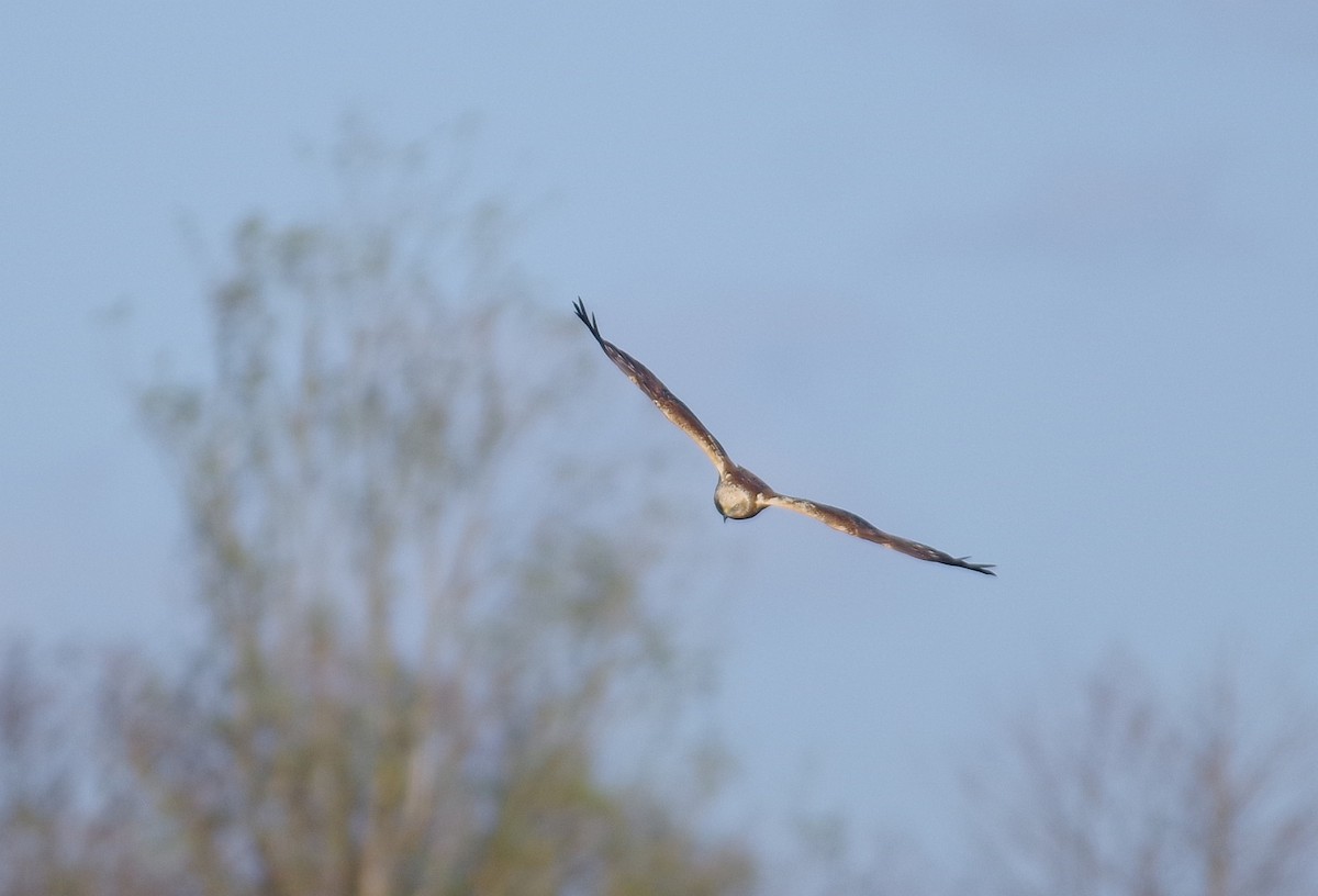Western Marsh Harrier - ML617372584