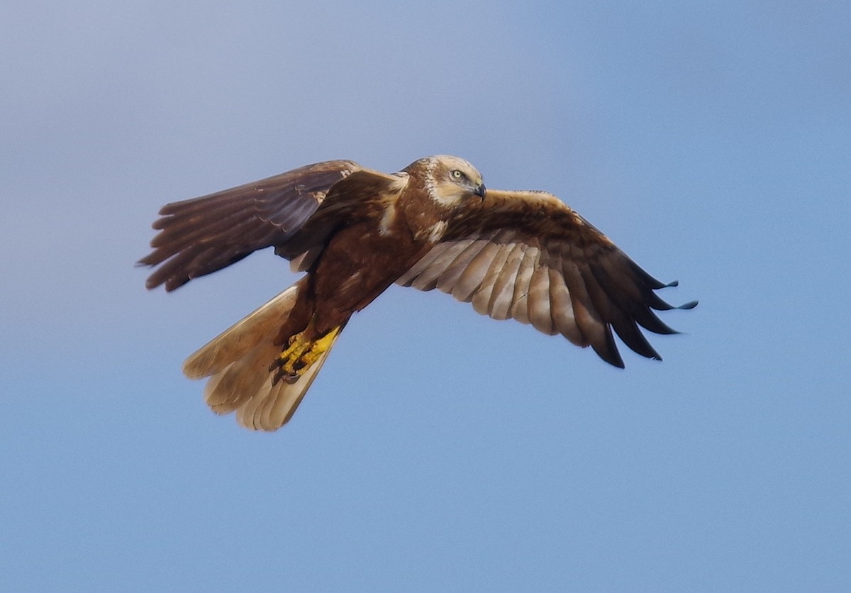 Western Marsh Harrier - ML617372585