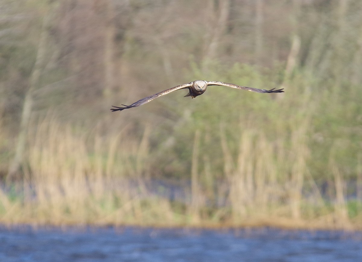Western Marsh Harrier - ML617372586