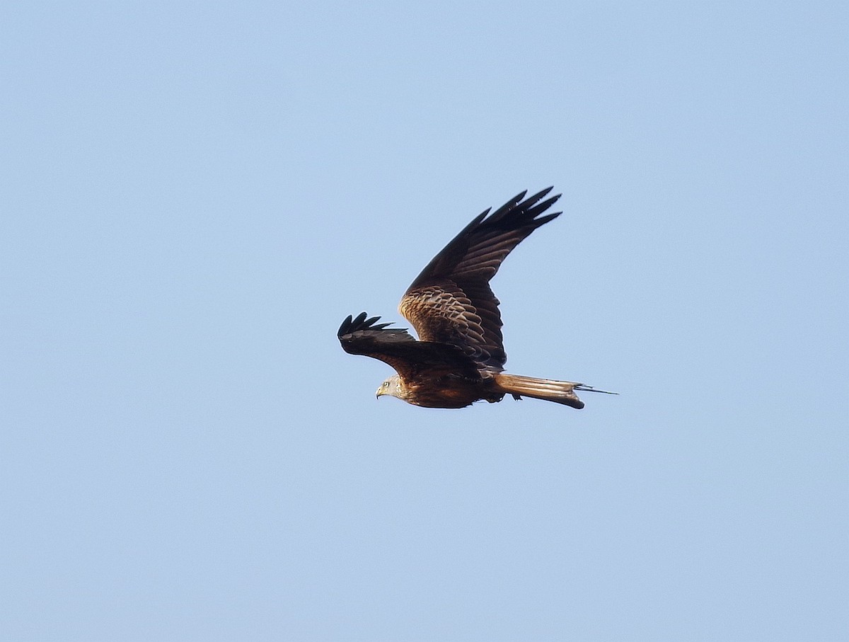 Red Kite - ML617372599