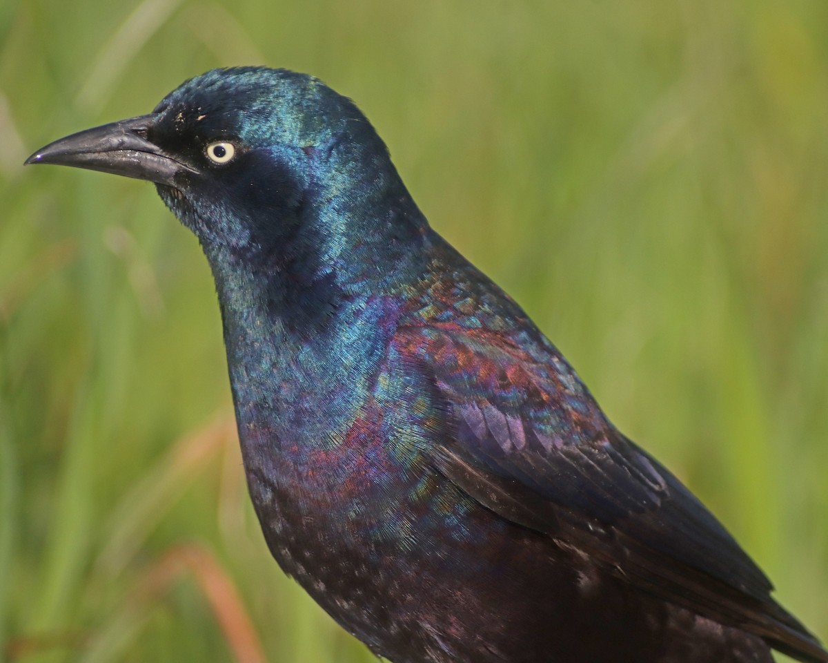 Common Grackle - ML617372603