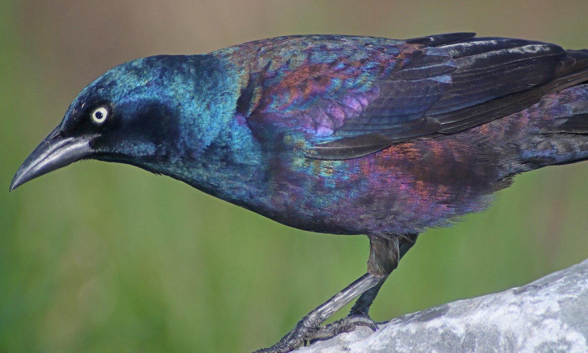 Common Grackle - ML617372604