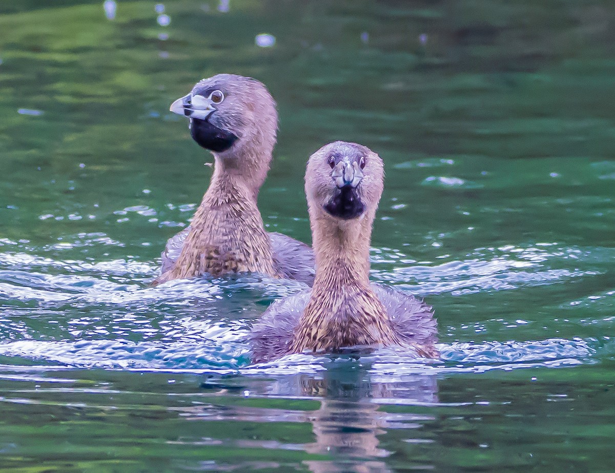 Pied-billed Grebe - ML617372611